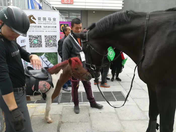 大為獸用超聲展會,B超展會，北京國際展覽中心舉行的第十一屆中國國際馬業馬術展覽會