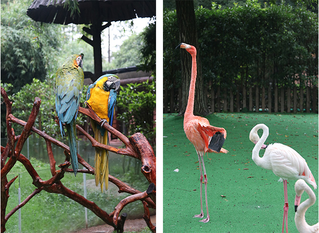 上海野生動物園鸚鵡 便攜式彩超機